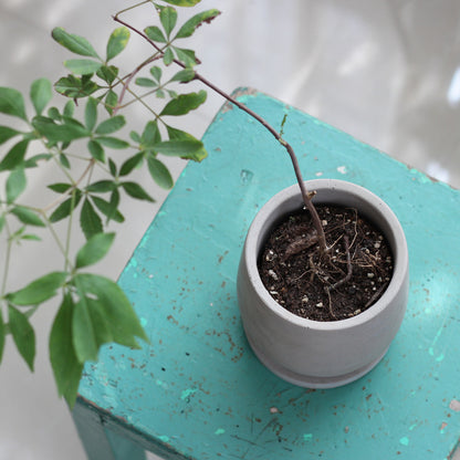 Round Concrete Flower Pot with Tray for Succulent Plants