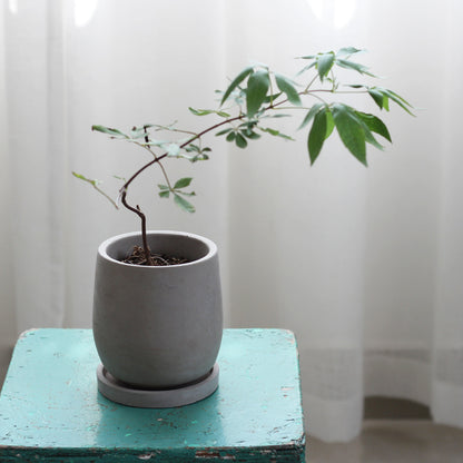 Round Concrete Flower Pot with Tray for Succulent Plants